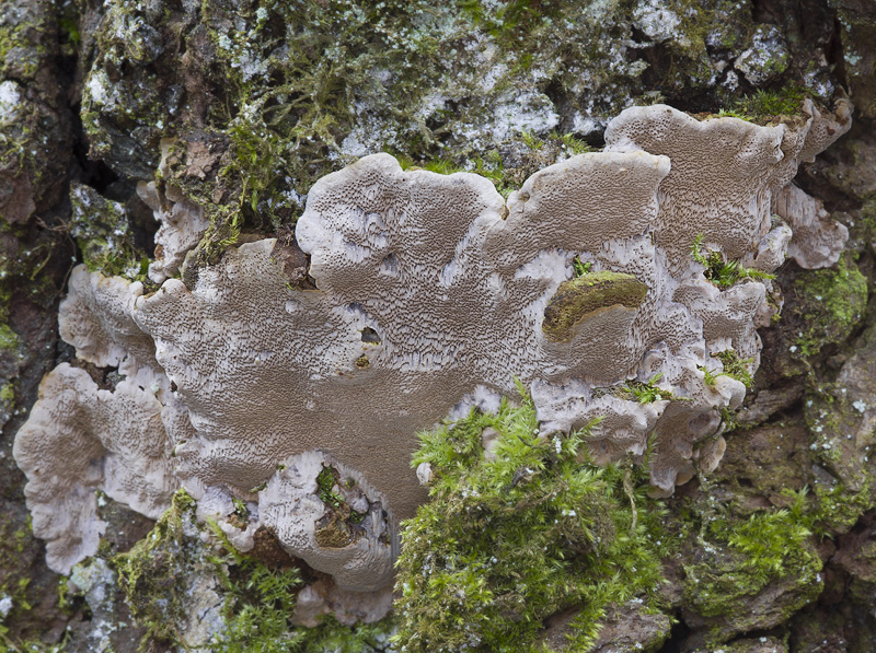 Phellinus conchatus